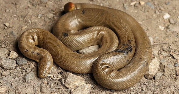 Contributed photo by Andrew Nydam for iNaturalist
Rubber Boa