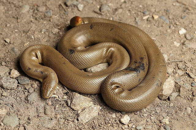 Contributed photo by Andrew Nydam for iNaturalist
Rubber Boa