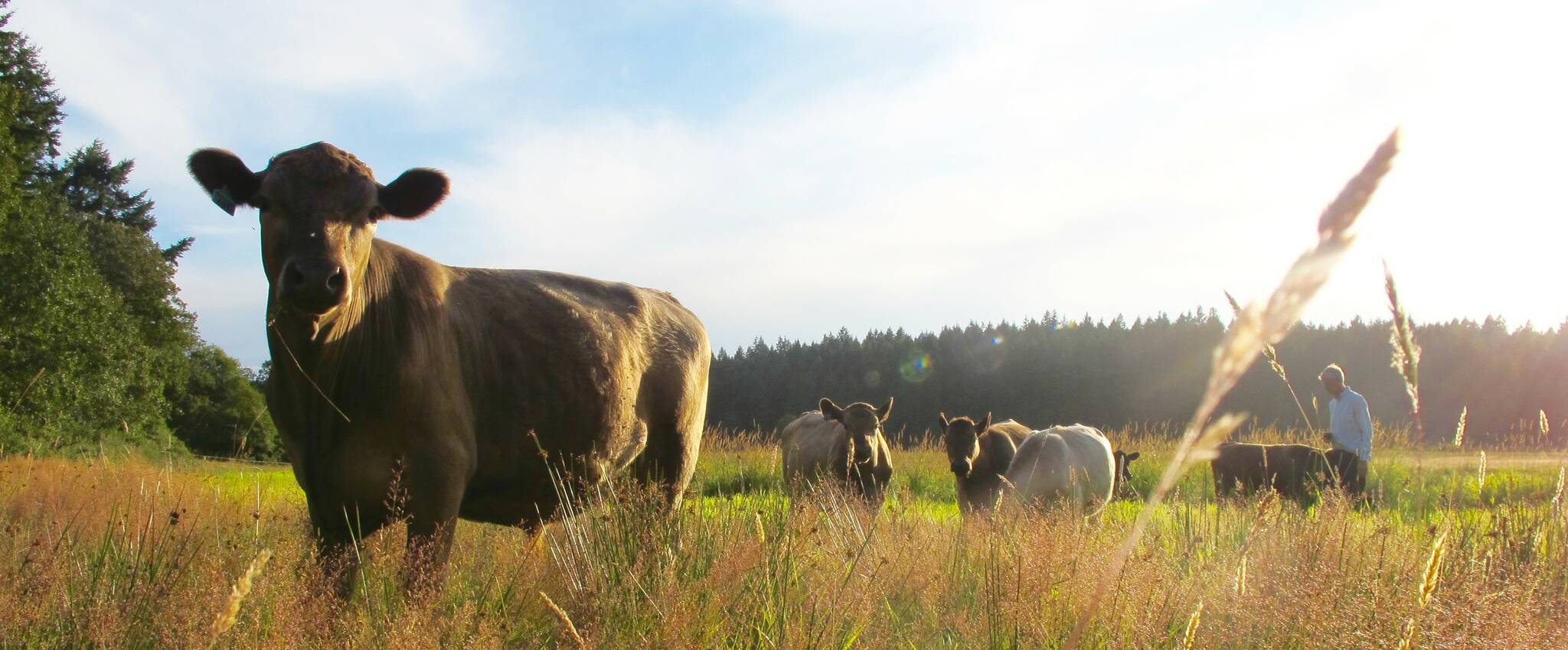 Faith van de Putte photo.
Midnight’s Farm on Lopez Island.