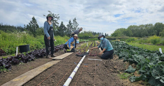 Volunteers planting lettuce starts.