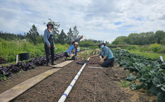 Volunteers planting lettuce starts.