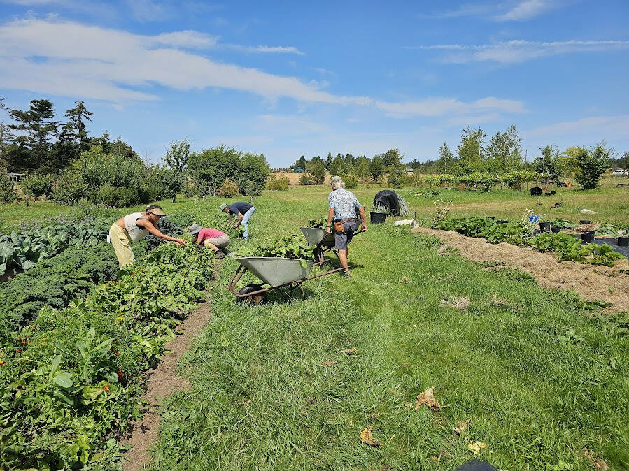 Volunteers harvesting chard and other veggies at Sweetbriar Farm.