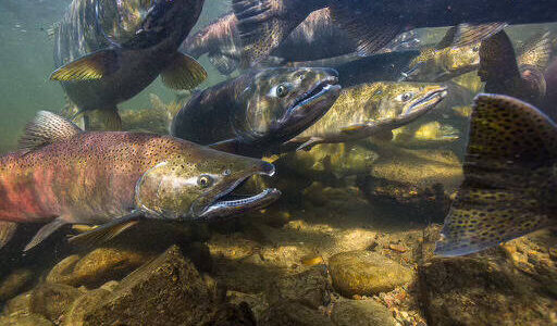 <em>Sammamish Chinook. </em>