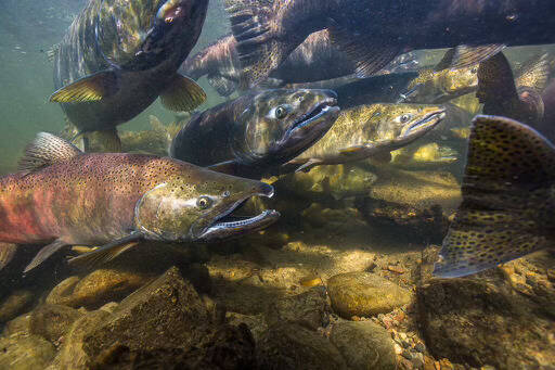 <em>Sammamish Chinook. </em>