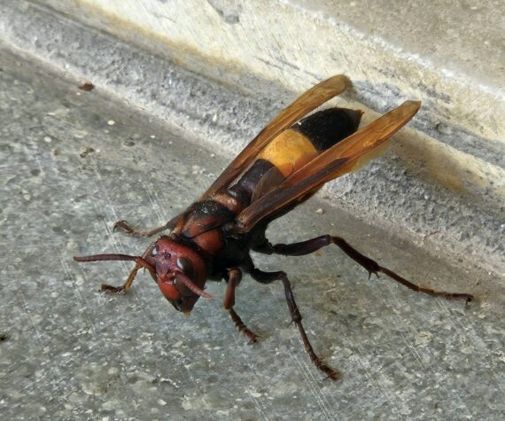 Photo by Vishal Patel. 
Murder hornet.