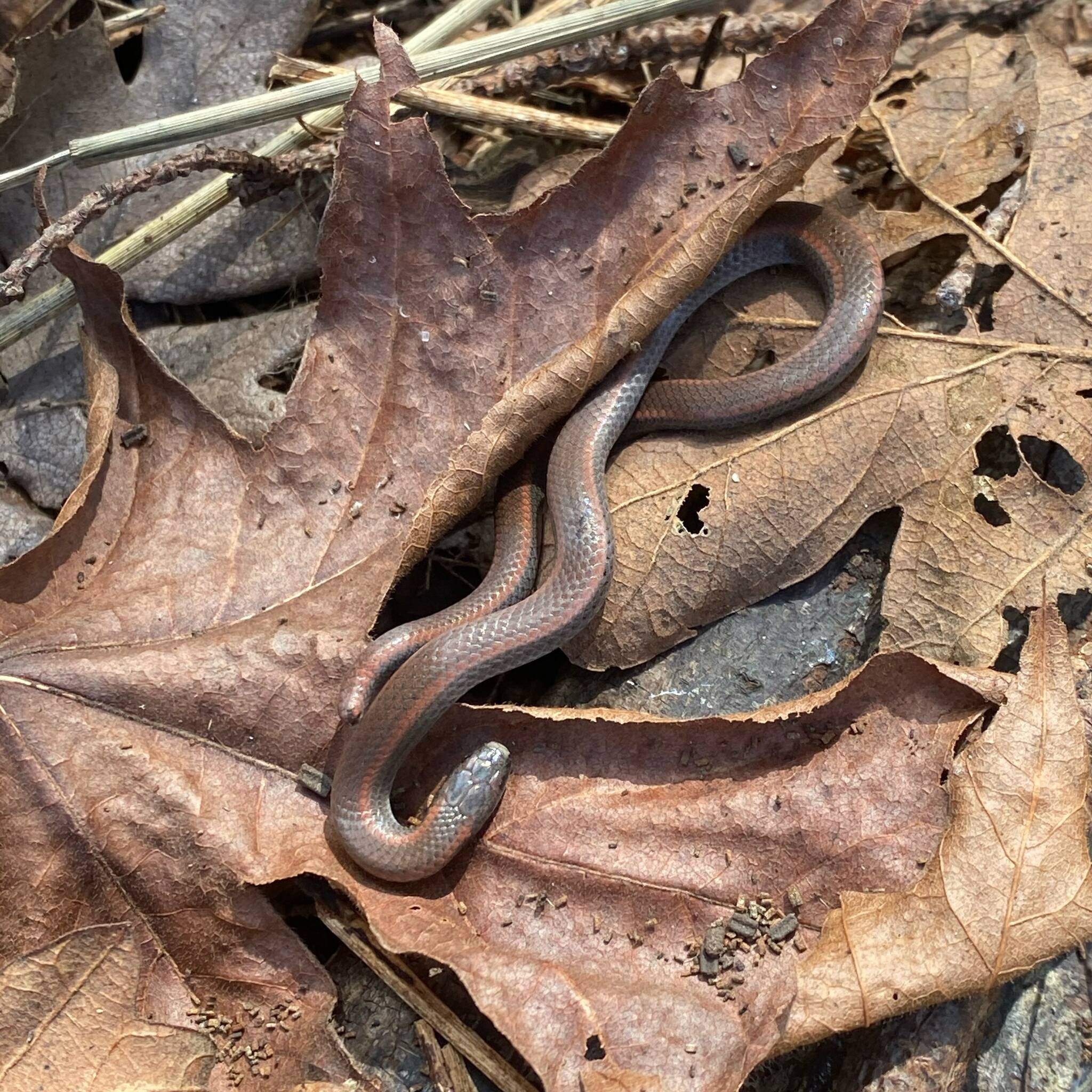 Sharp-tailed snake.