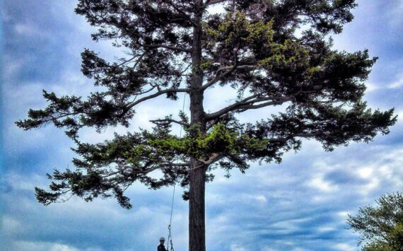 Skyline Tree Care photo.