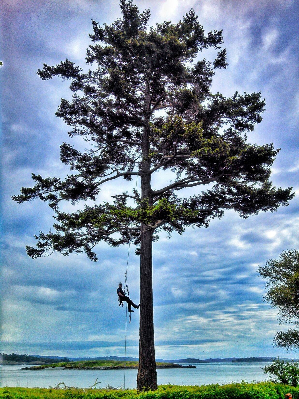 Skyline Tree Care photo.